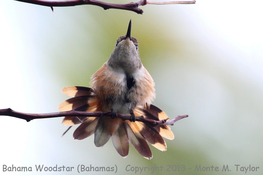 Bahama Woodstar - Monte M. Taylor