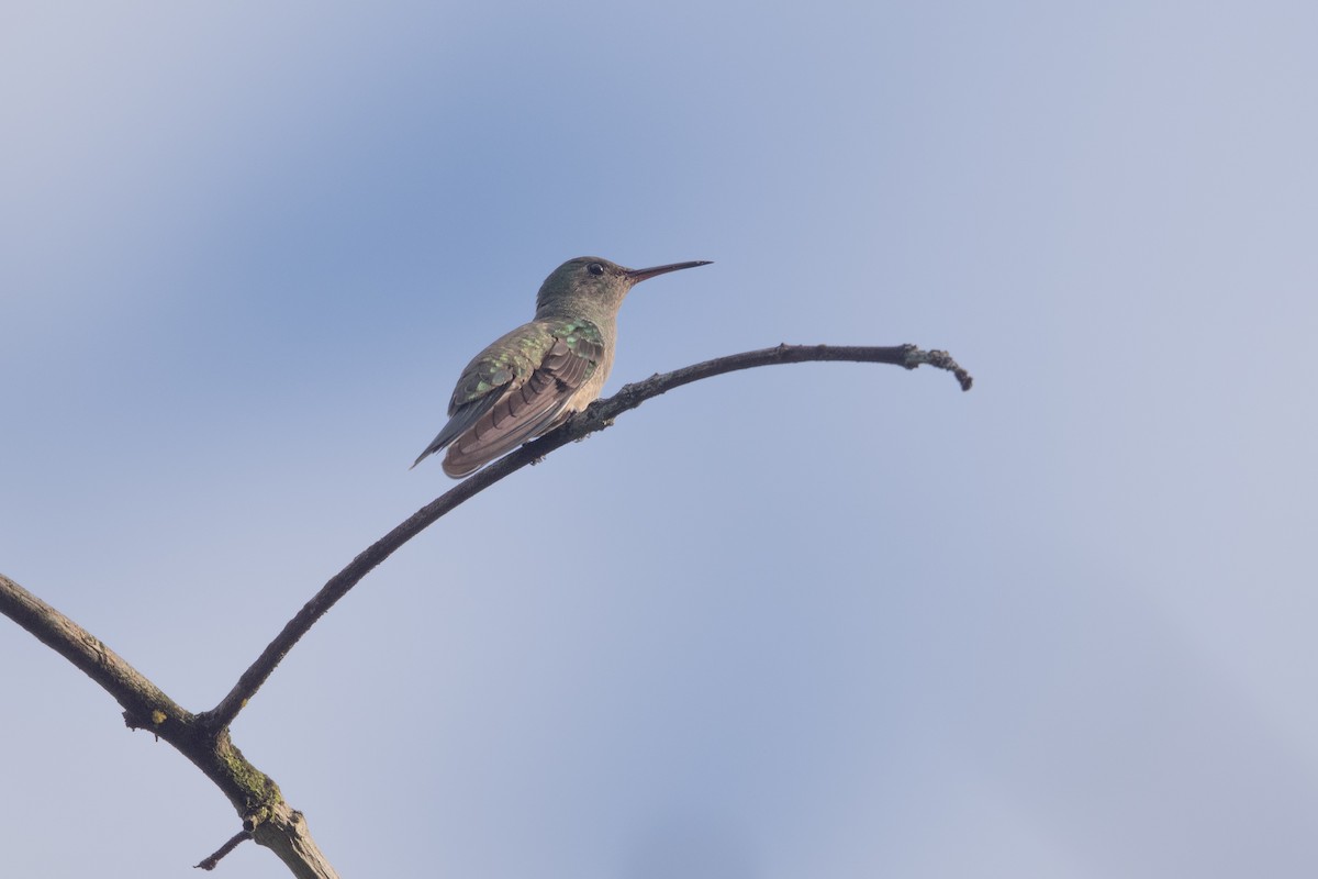 Scaly-breasted Hummingbird - ML637981216