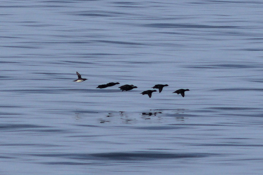 Common Murre - ML637981235