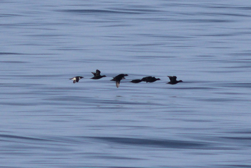 Common Murre - ML637981236