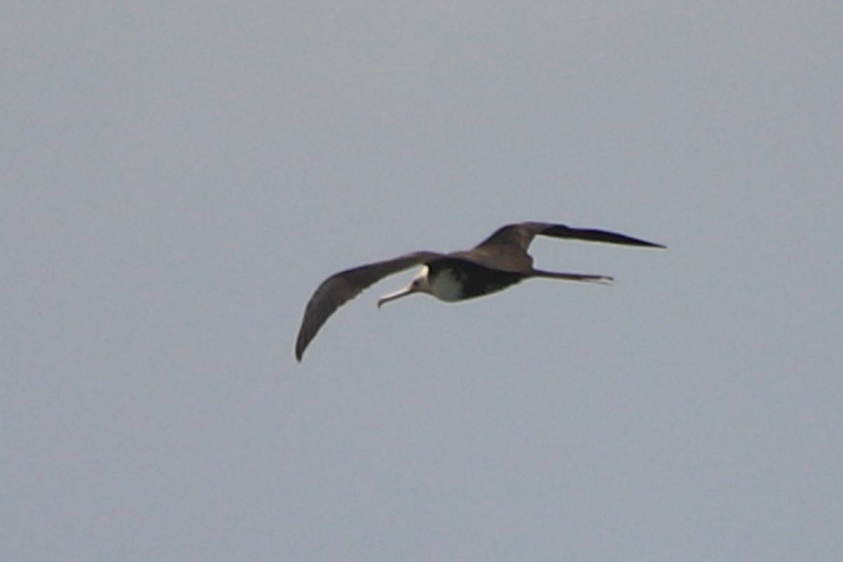 Bindenfregattvogel - ML637981244
