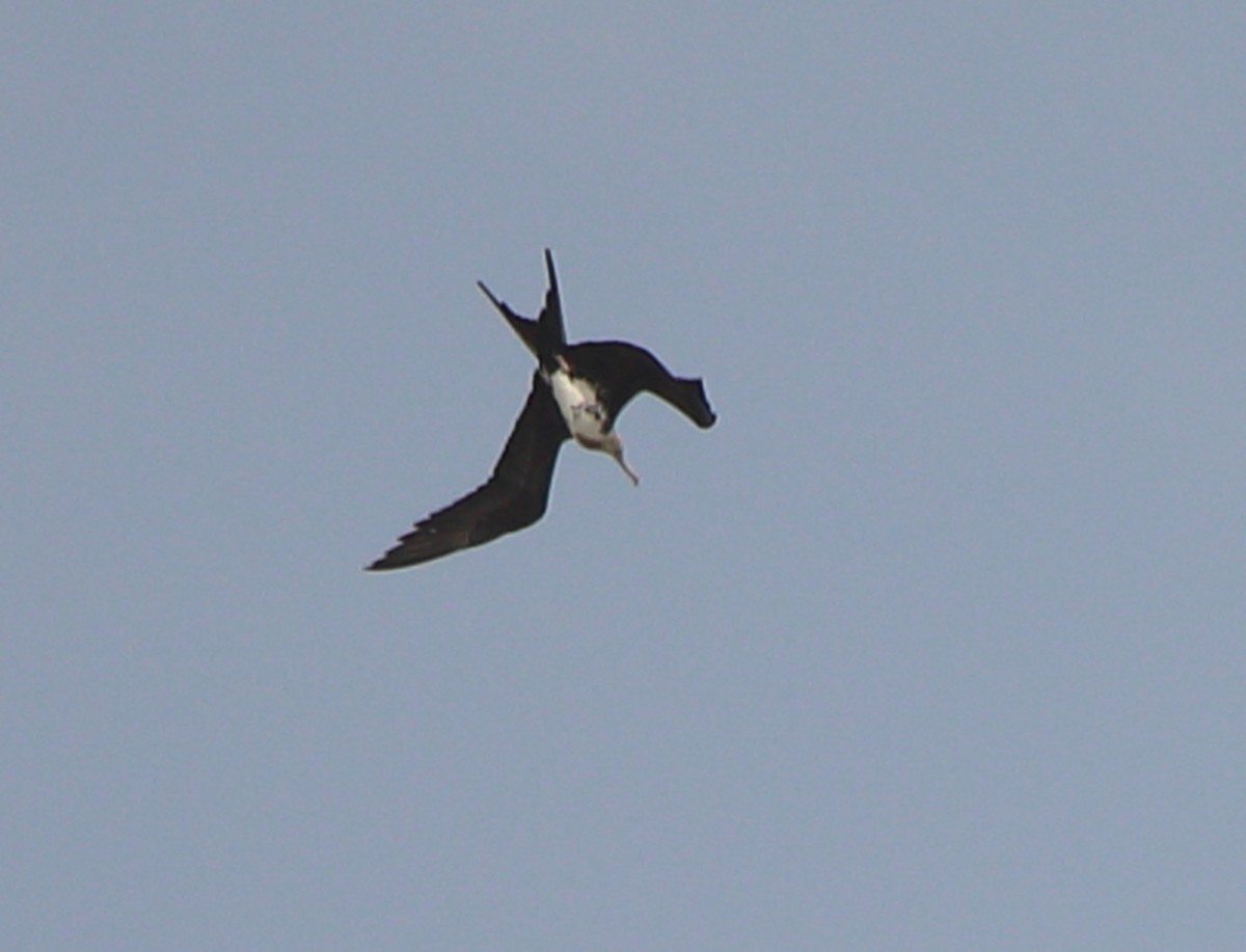 Bindenfregattvogel - ML637981245