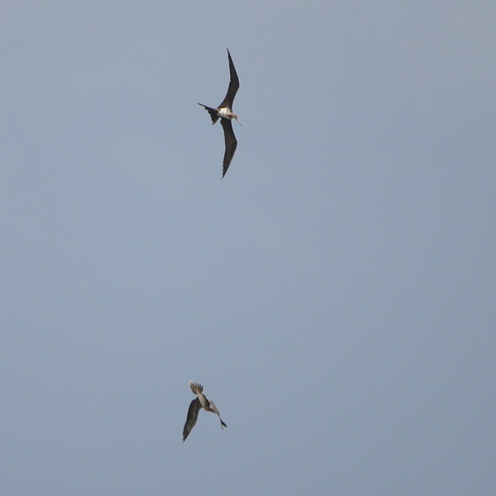 Bindenfregattvogel - ML637981246