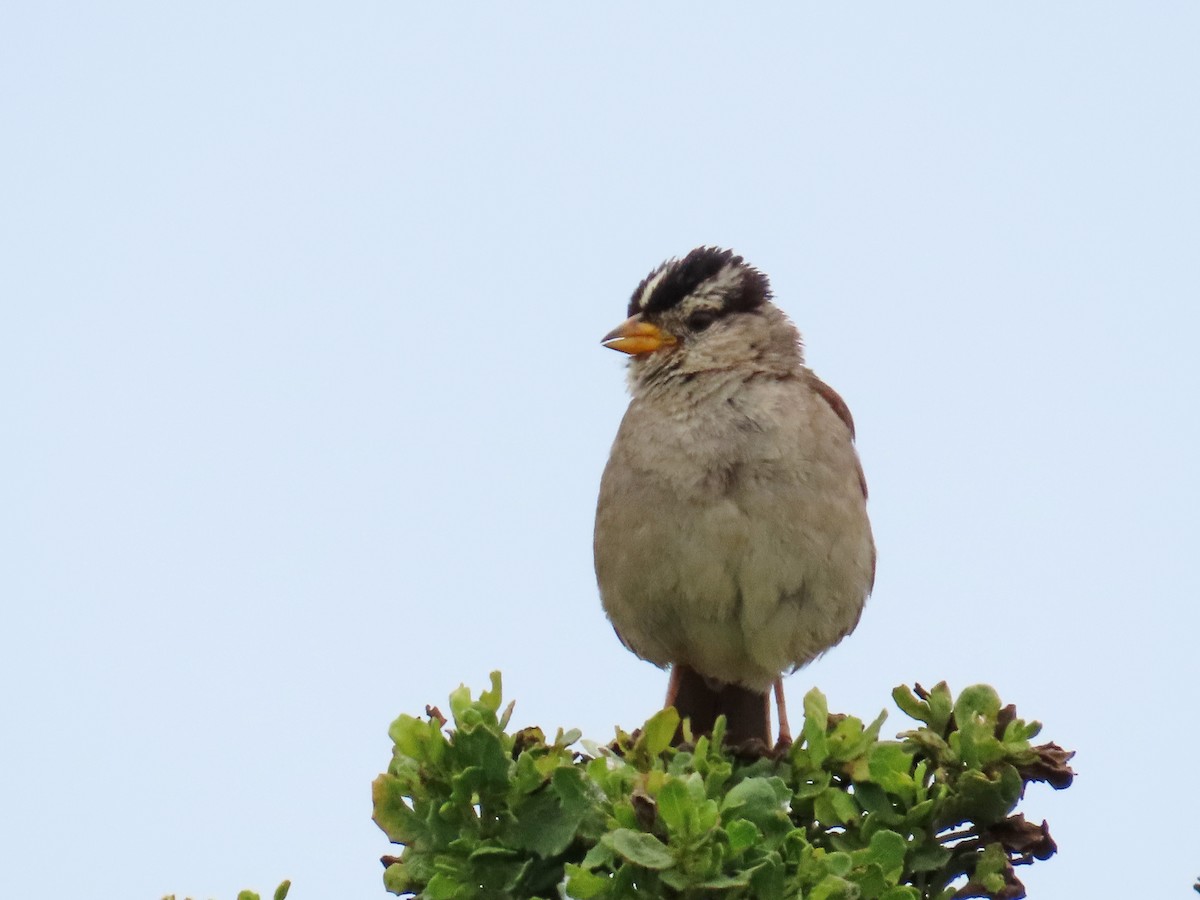 White-crowned Sparrow (nuttalli) - ML637981249