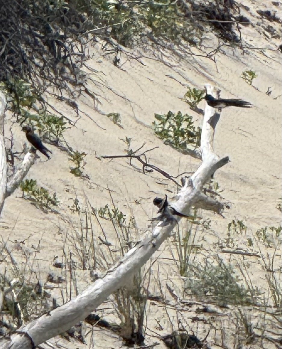 Bank Swallow - ML637981271