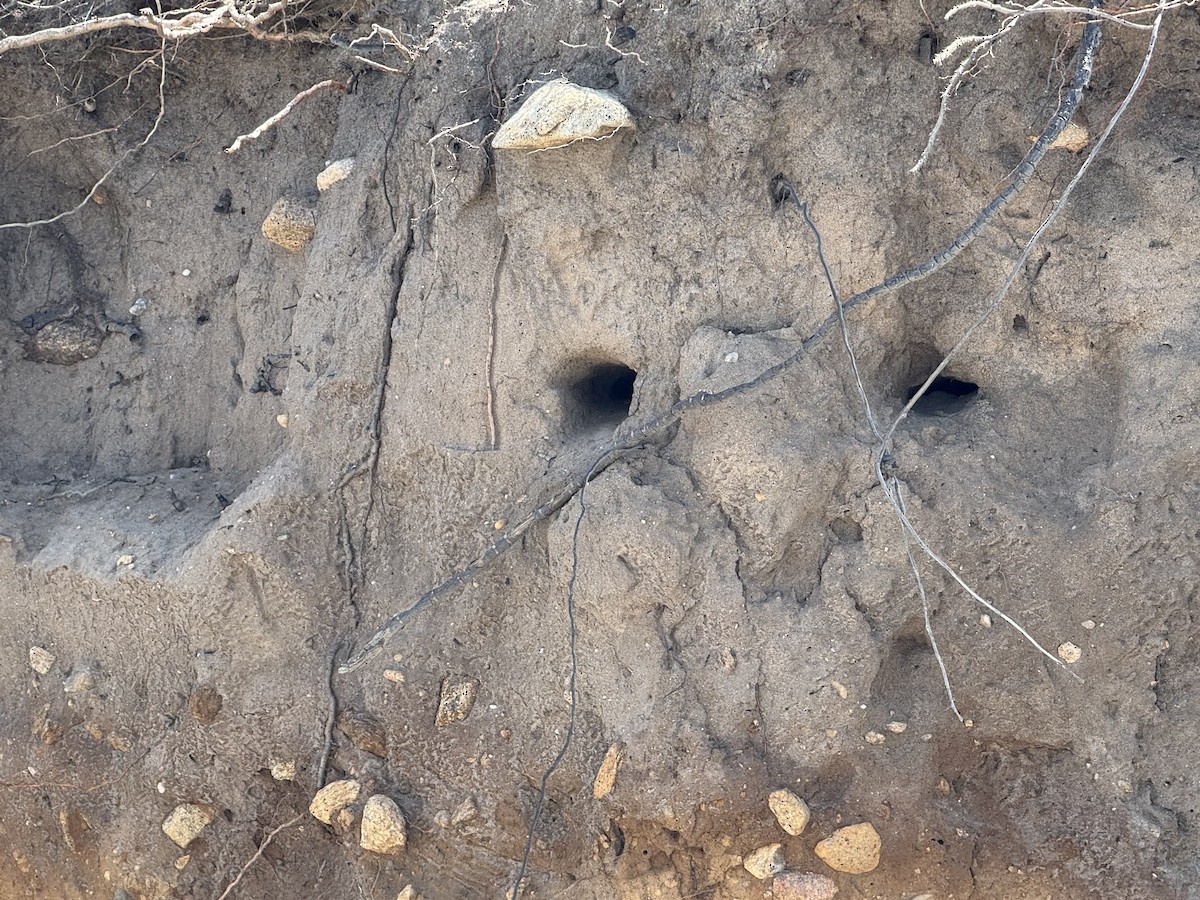 Bank Swallow - ML637981272