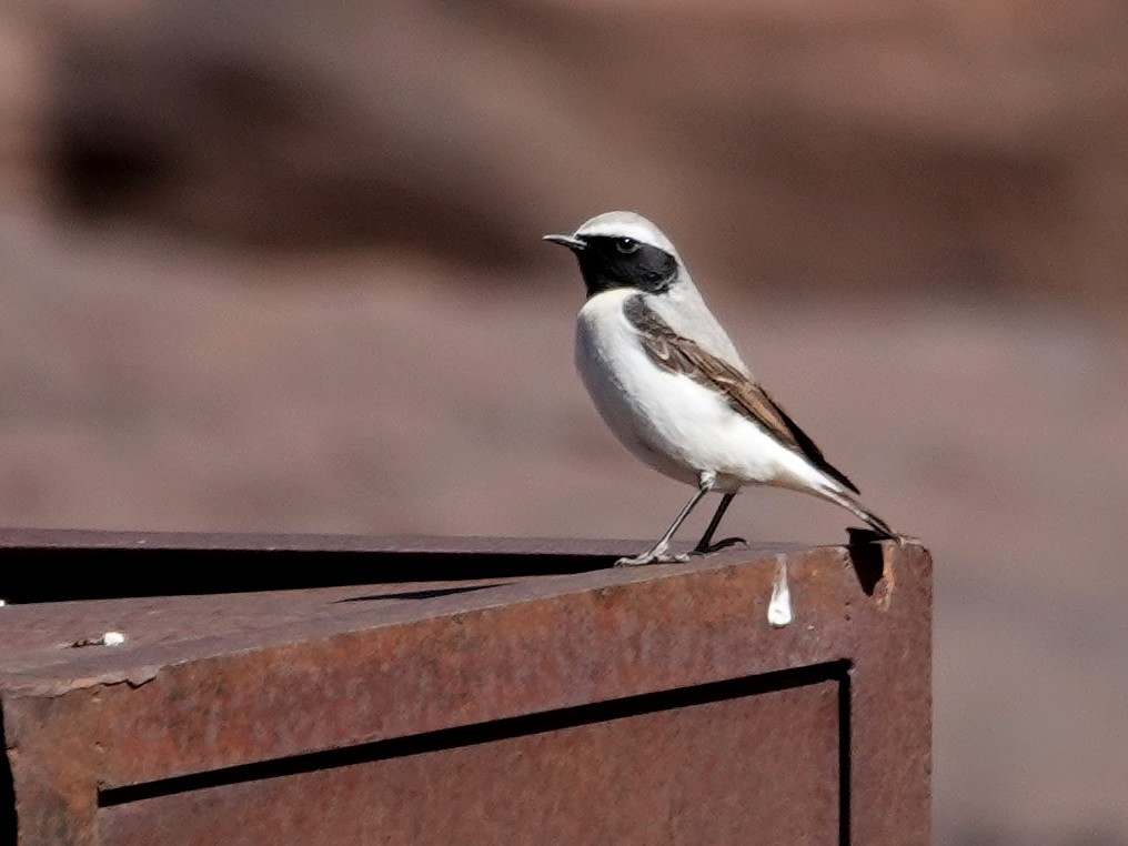 Atlas Wheatear - ML637981283