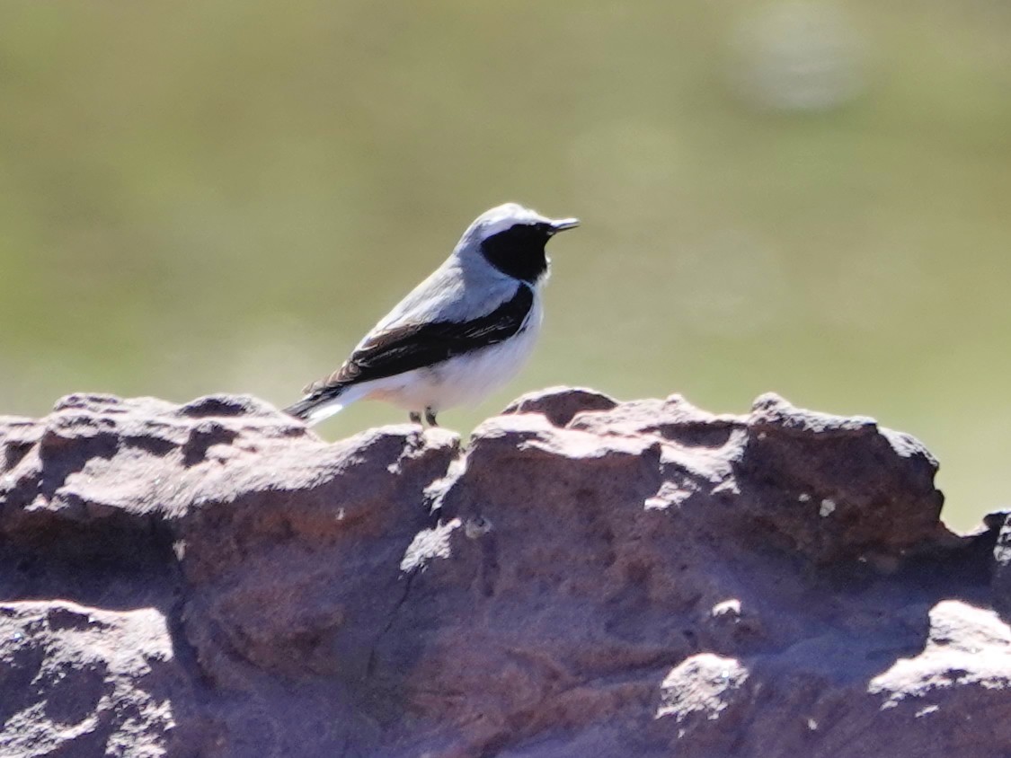 Atlas Wheatear - ML637981284