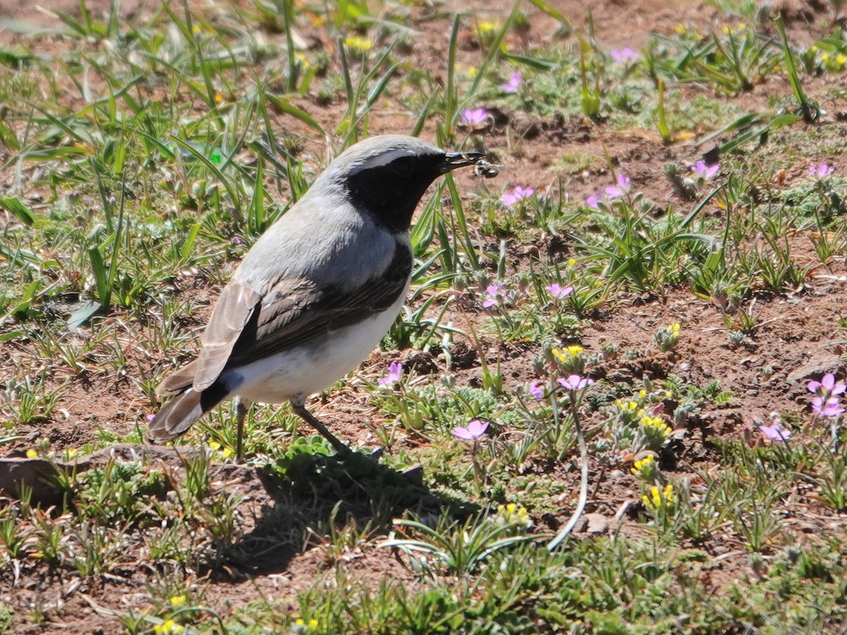 Atlas Wheatear - ML637981285