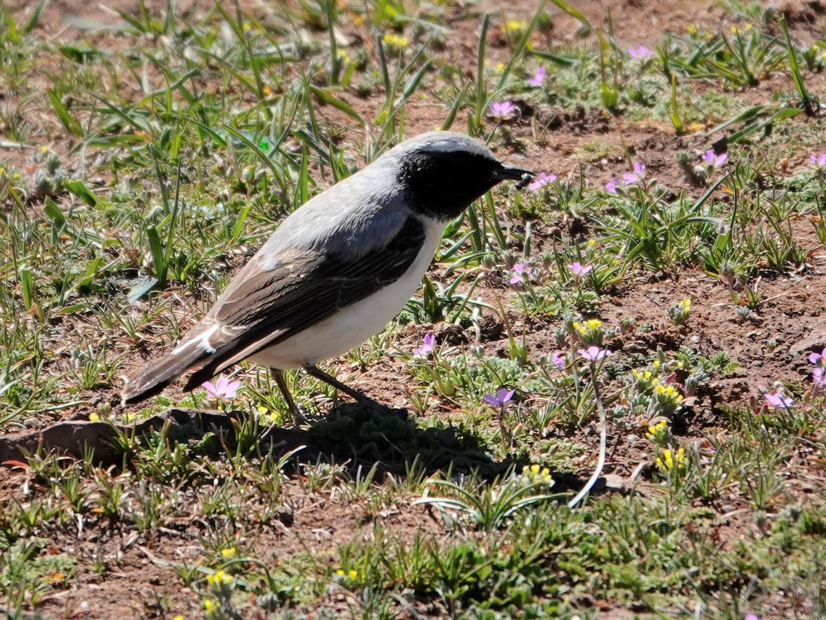 Atlas Wheatear - ML637981286