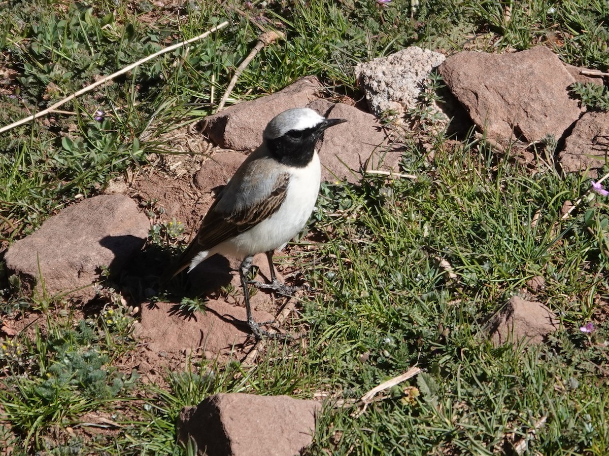 Atlas Wheatear - ML637981287