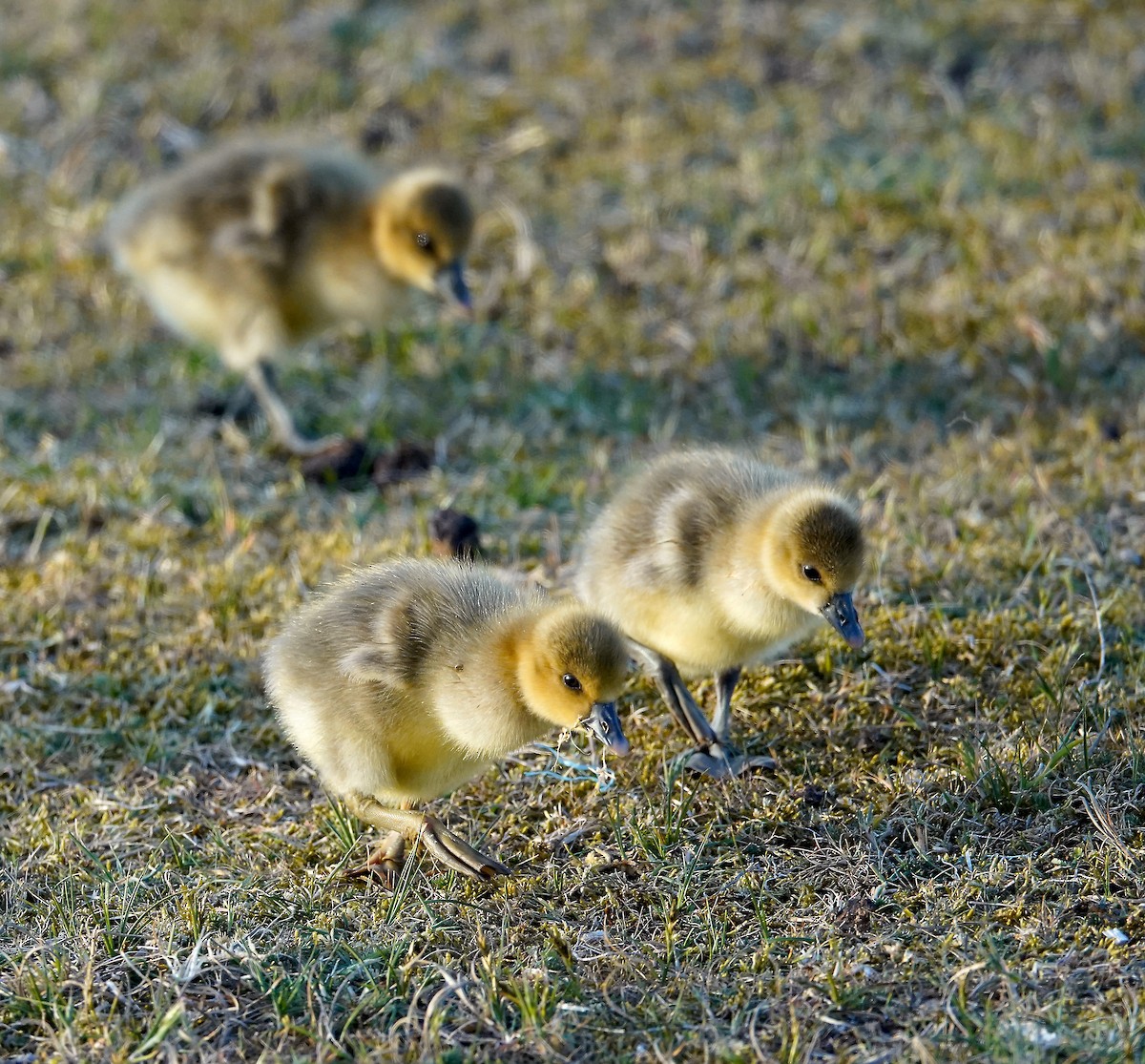 Graylag Goose - ML637981306