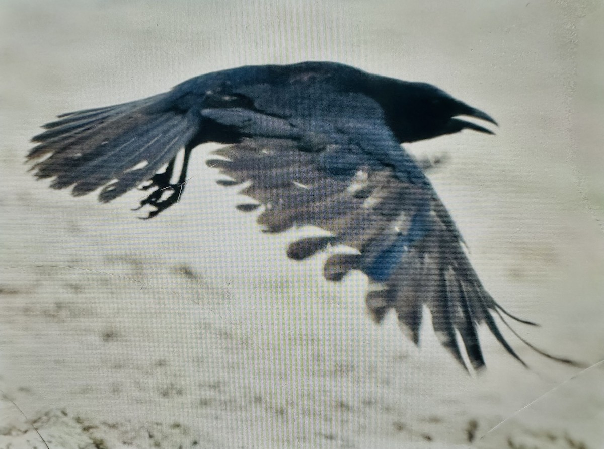crow sp. - ML637981313