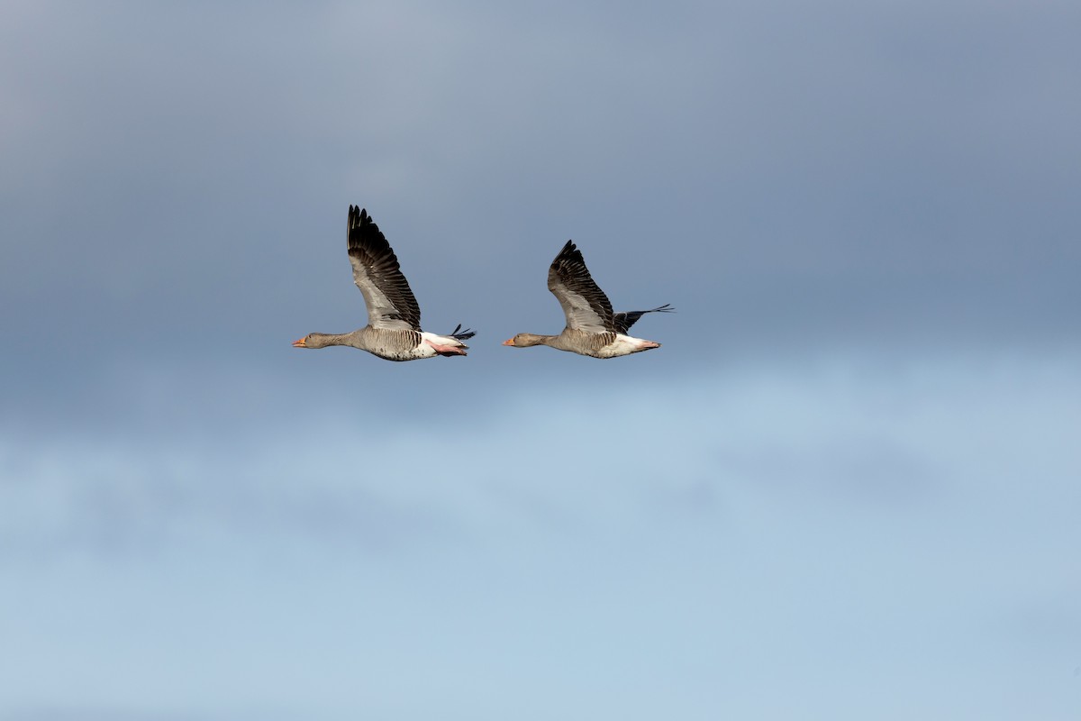 Graylag Goose - ML637981315