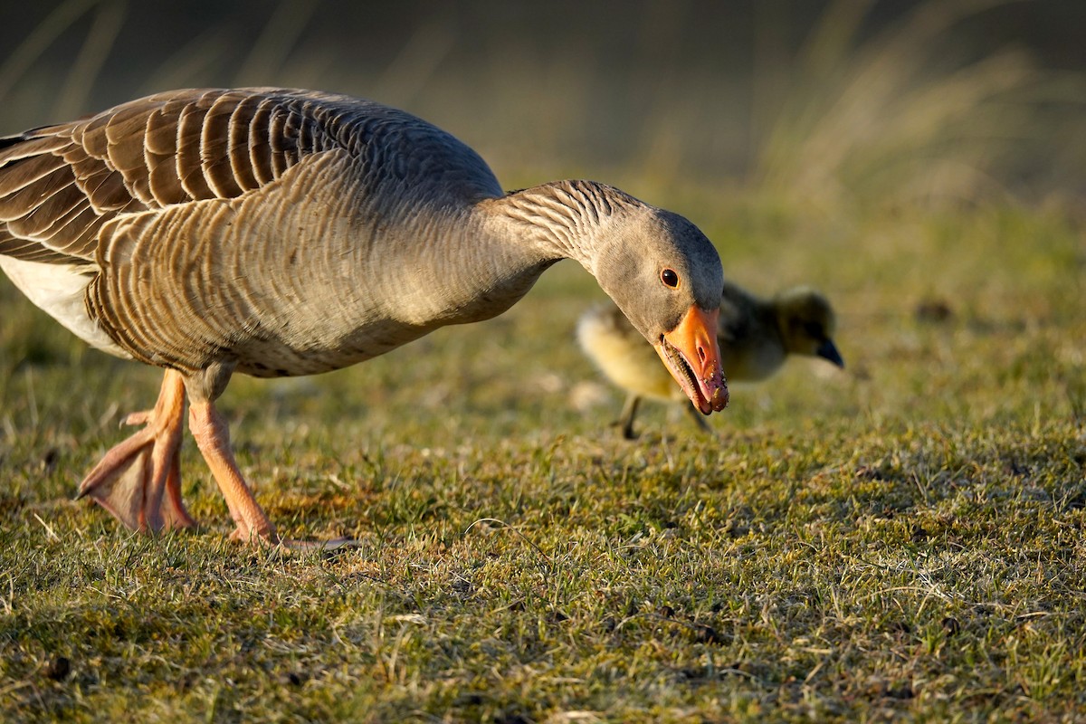 Graylag Goose - ML637981316