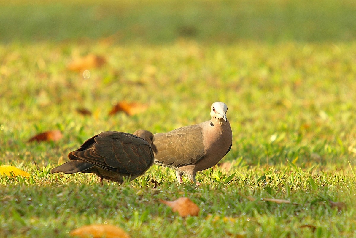 Red-eyed Dove - ML637981456