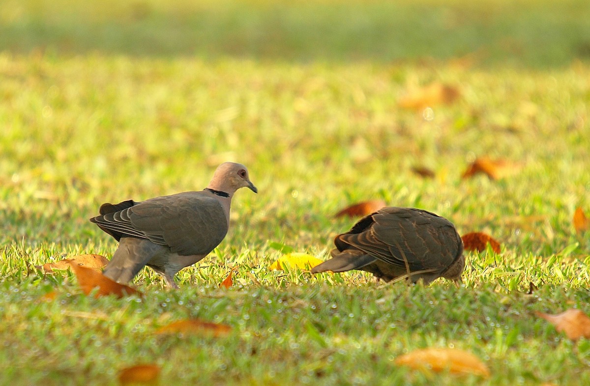 Red-eyed Dove - ML637981457