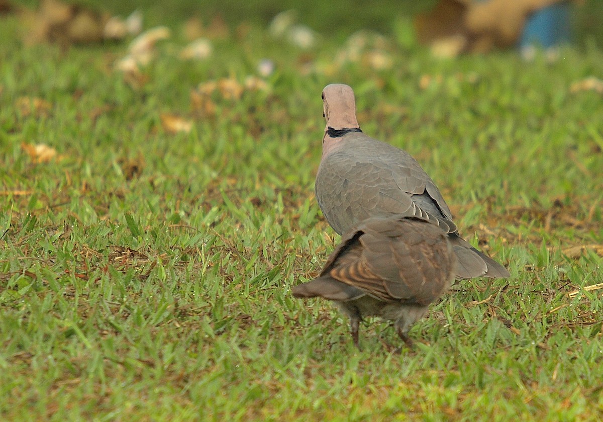 Red-eyed Dove - ML637981458