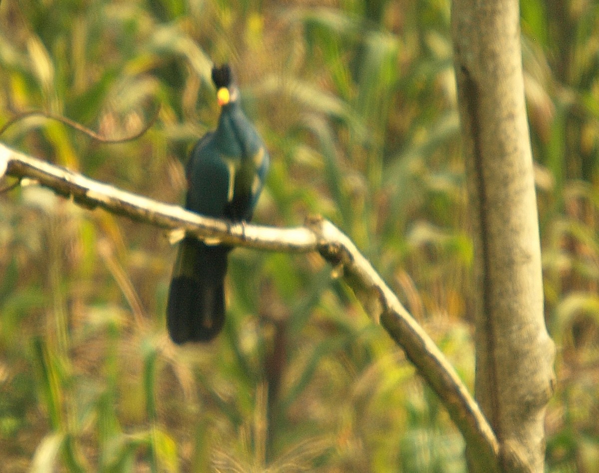 Great Blue Turaco - ML637981481