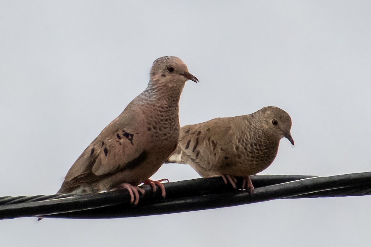 Common Ground Dove - ML637981485