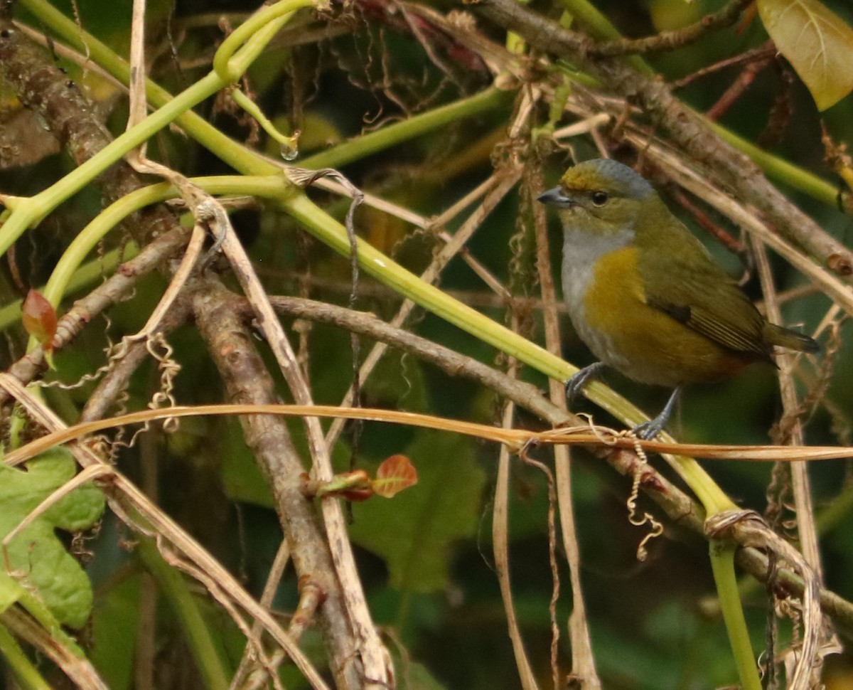 Chestnut-bellied Euphonia - ML637981495