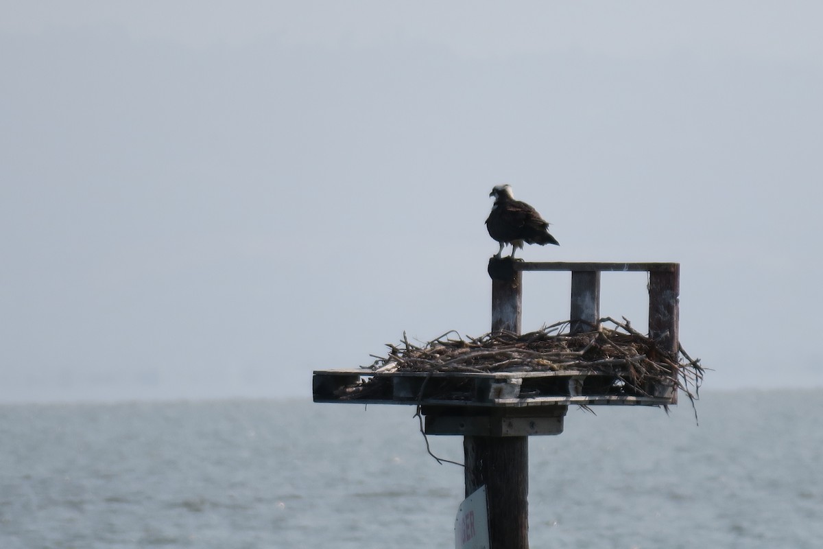 Falco pescatore - ML637981508