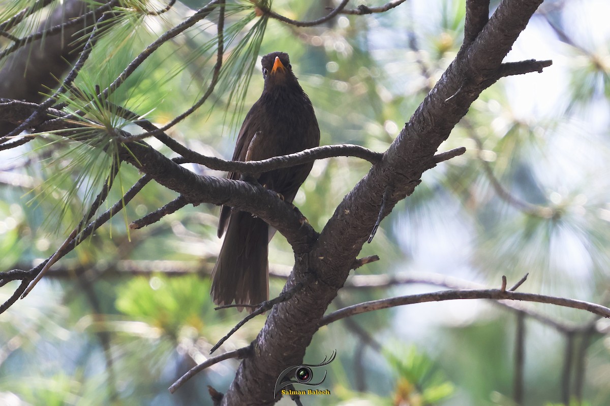 Gray-winged Blackbird - ML637981559