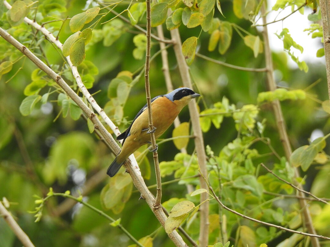 Fawn-breasted Tanager - ML637981568