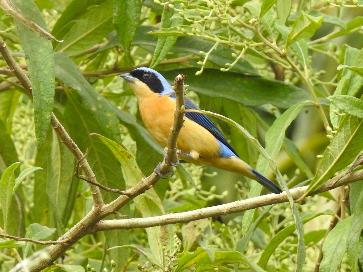Fawn-breasted Tanager - ML637981569