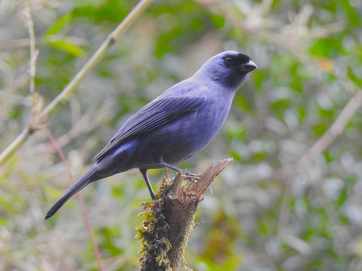 Diademed Tanager - ML637981661