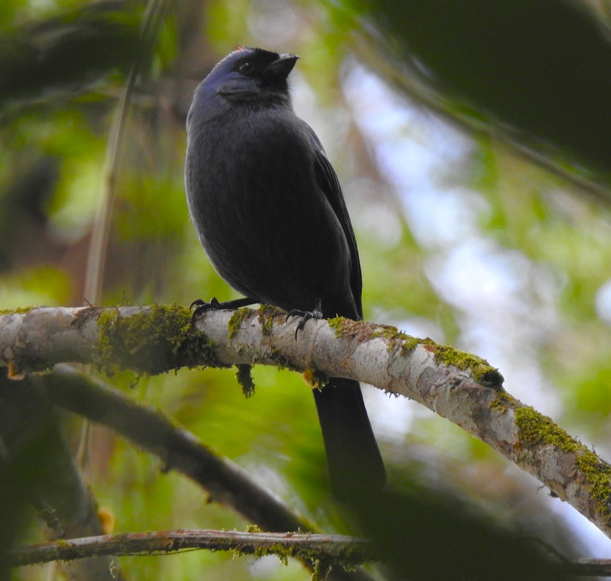 Diademed Tanager - ML637981662