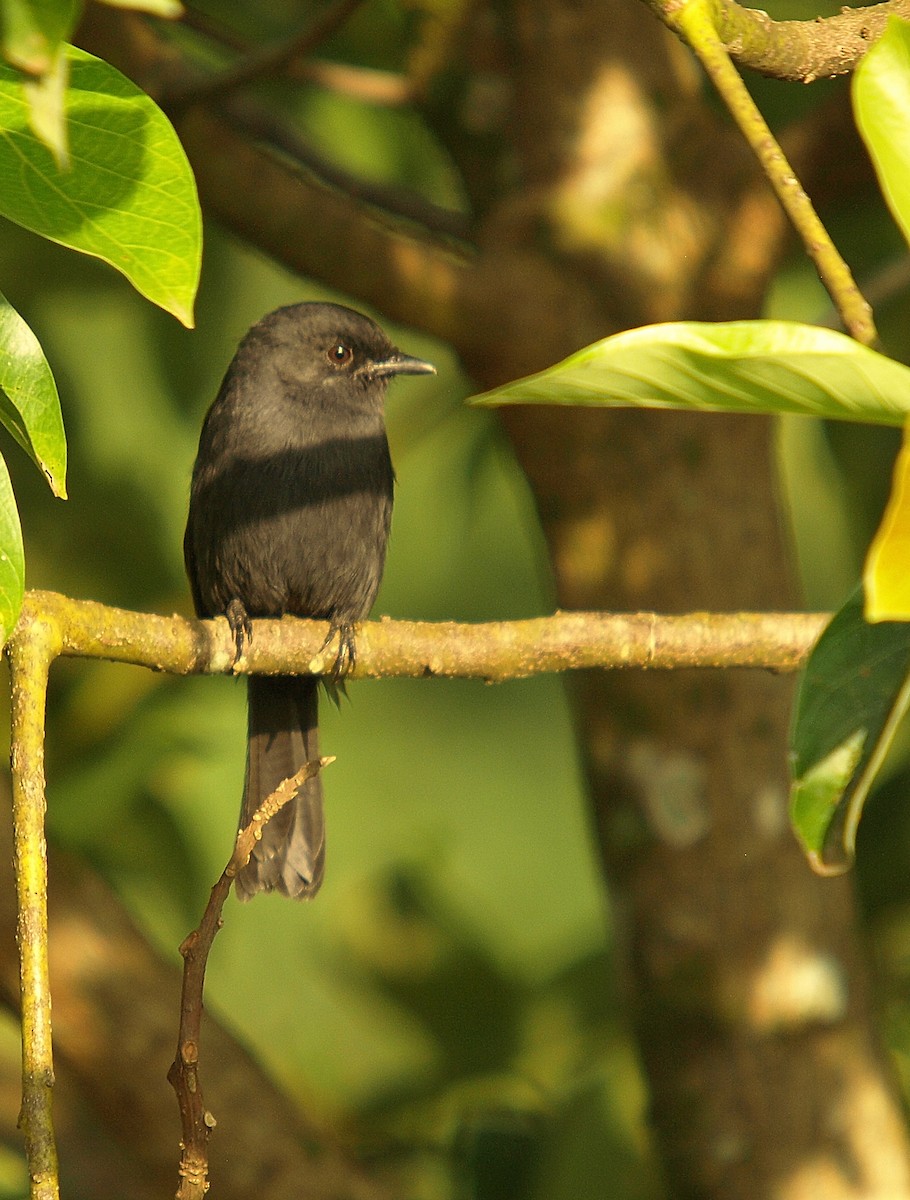 Northern Black-Flycatcher - ML637981676
