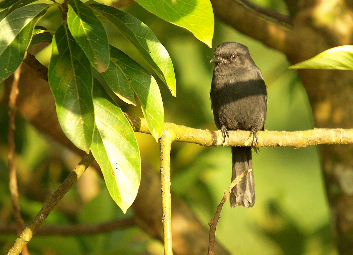 Northern Black-Flycatcher - ML637981677