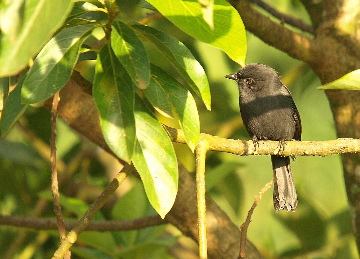 Northern Black-Flycatcher - ML637981678