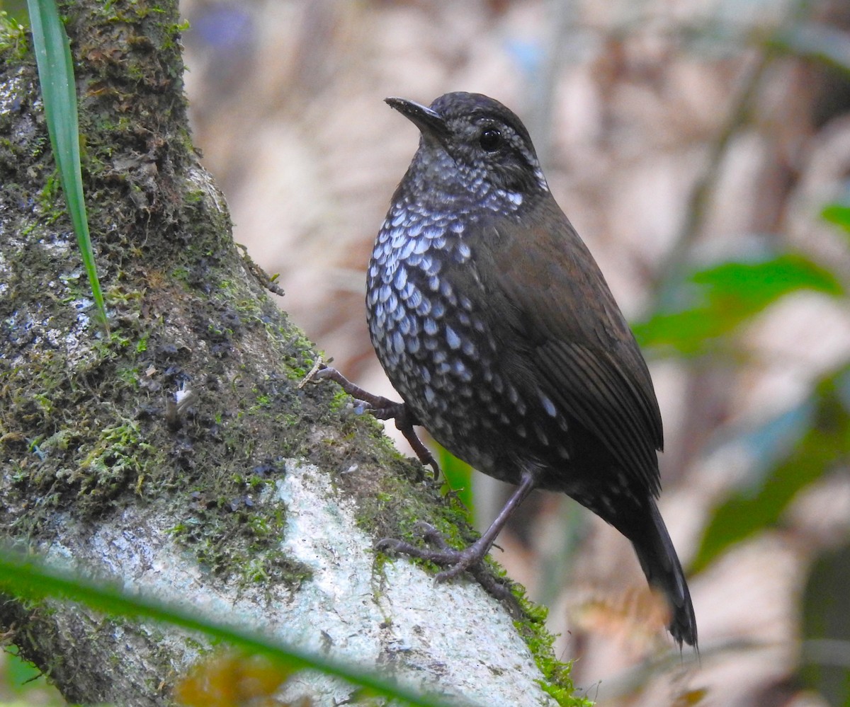 Sharp-tailed Streamcreeper - ML637981699