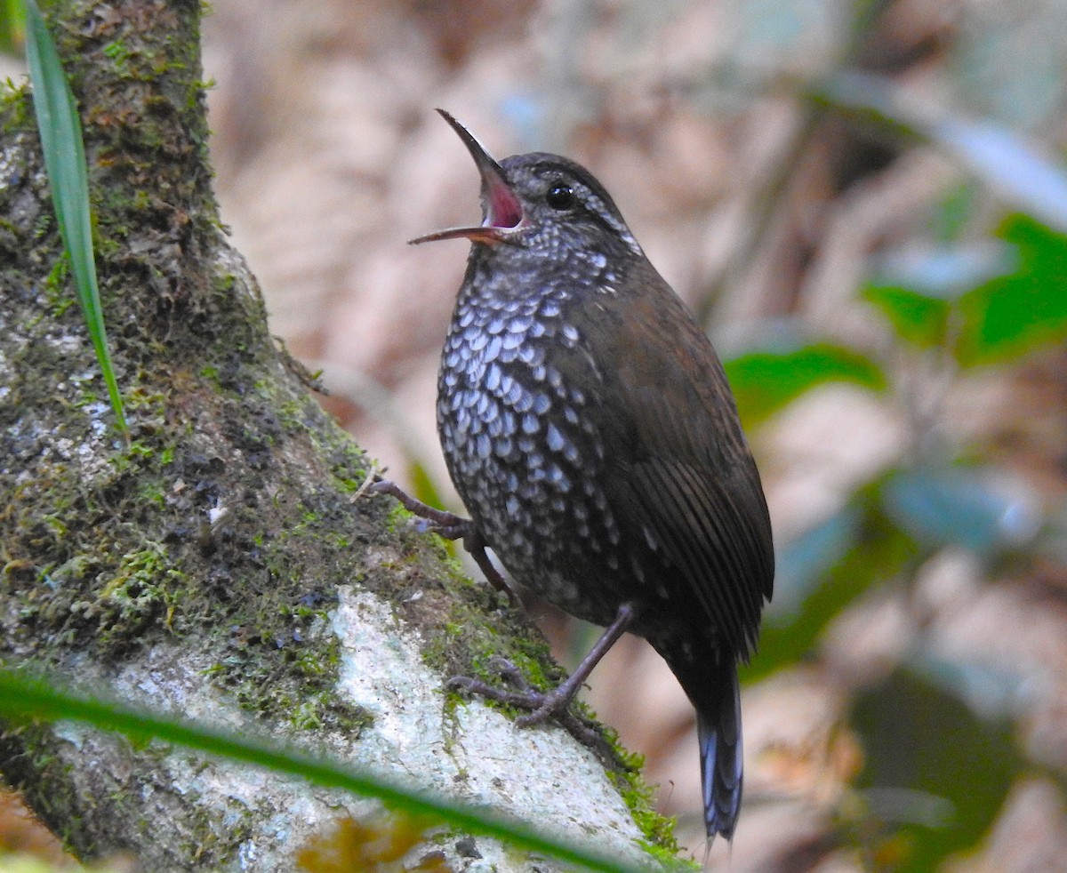 Sharp-tailed Streamcreeper - ML637981700