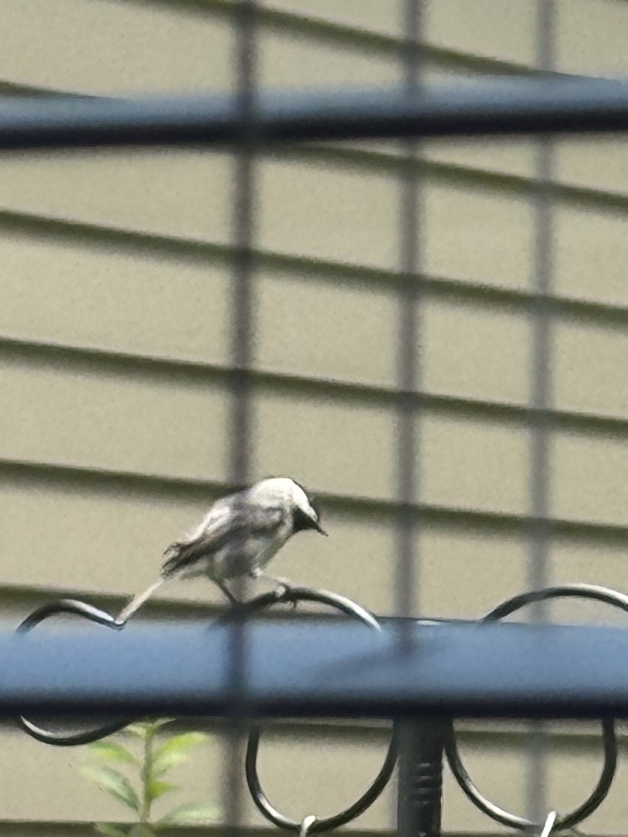 Carolina Chickadee - ML637981702