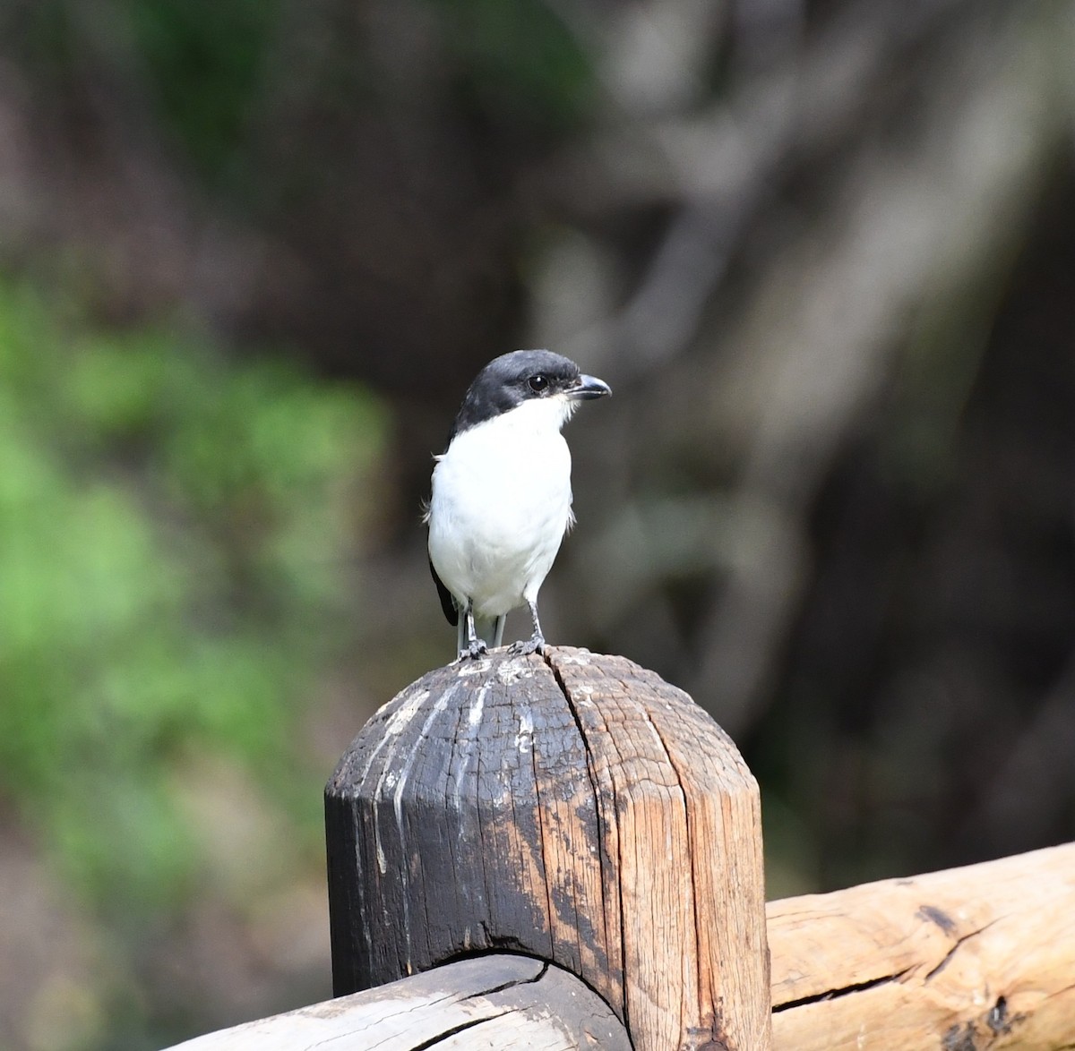 Southern Fiscal - ML637981735