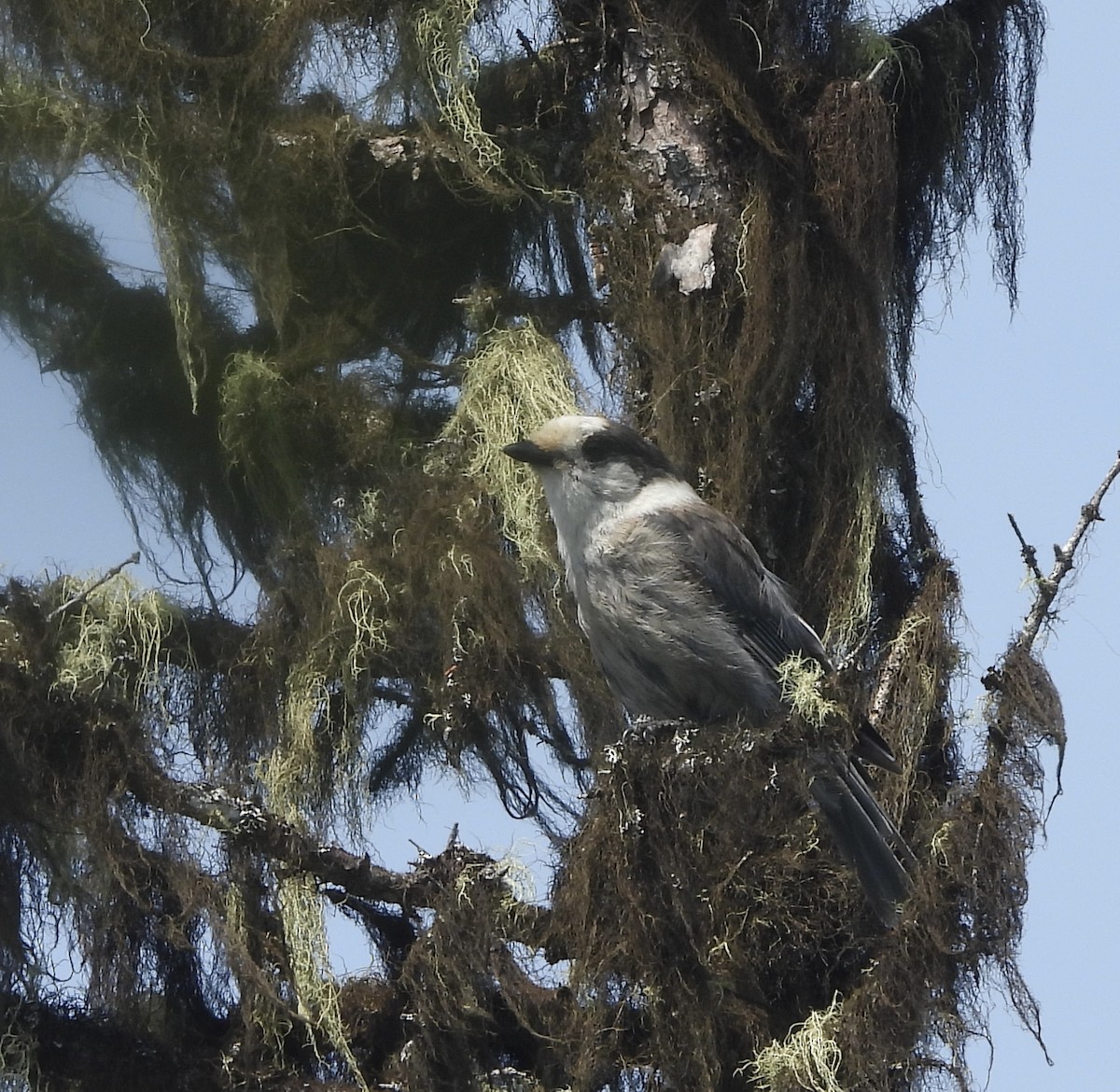 Canada Jay - ML637981763