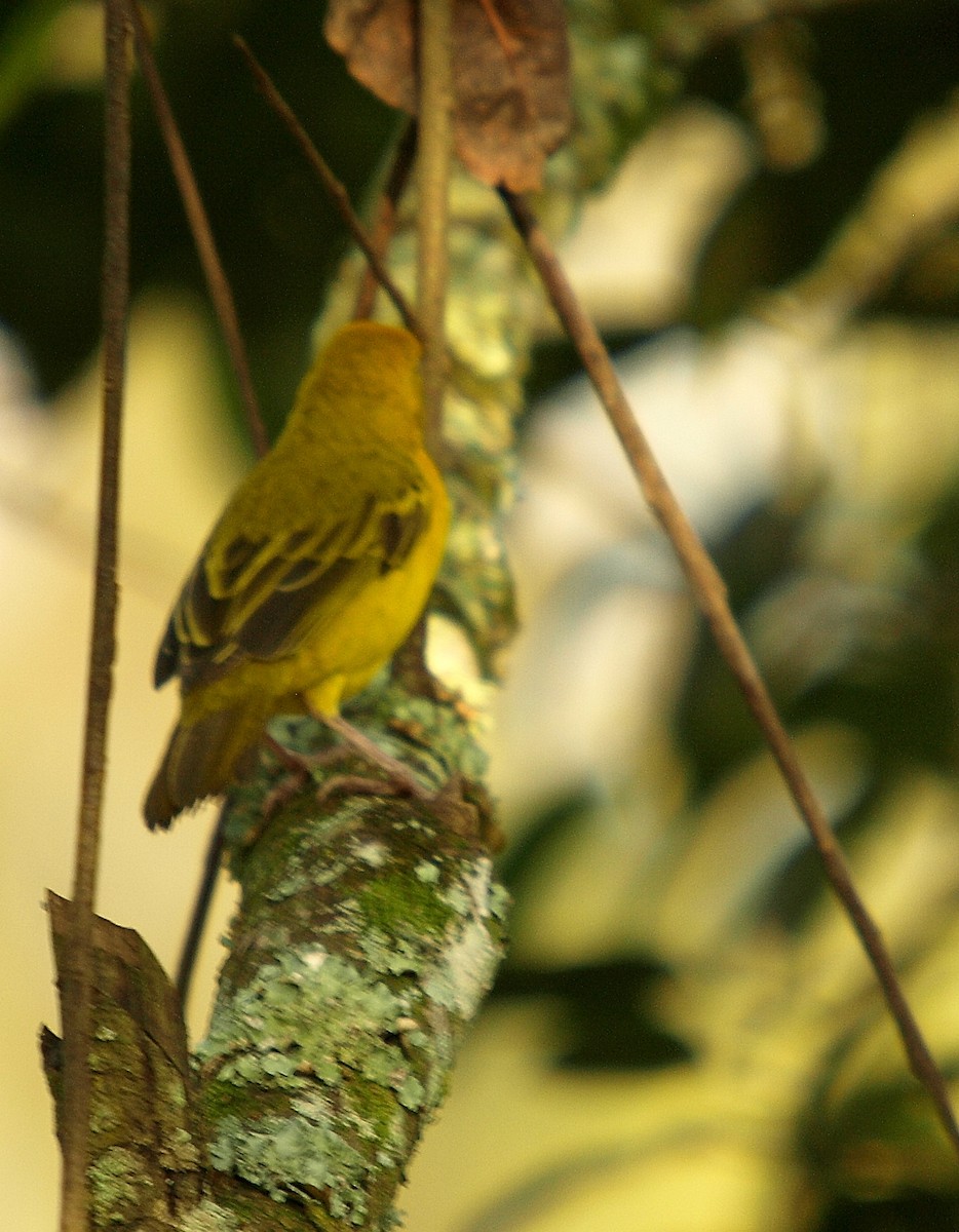 Holub's Golden-Weaver - ML637981776