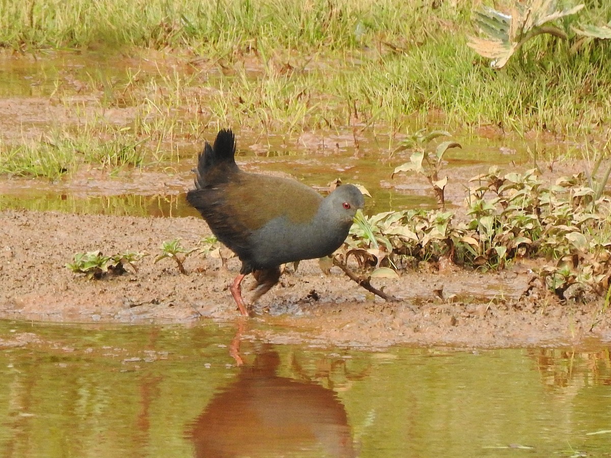 Blackish Rail - ML637981795