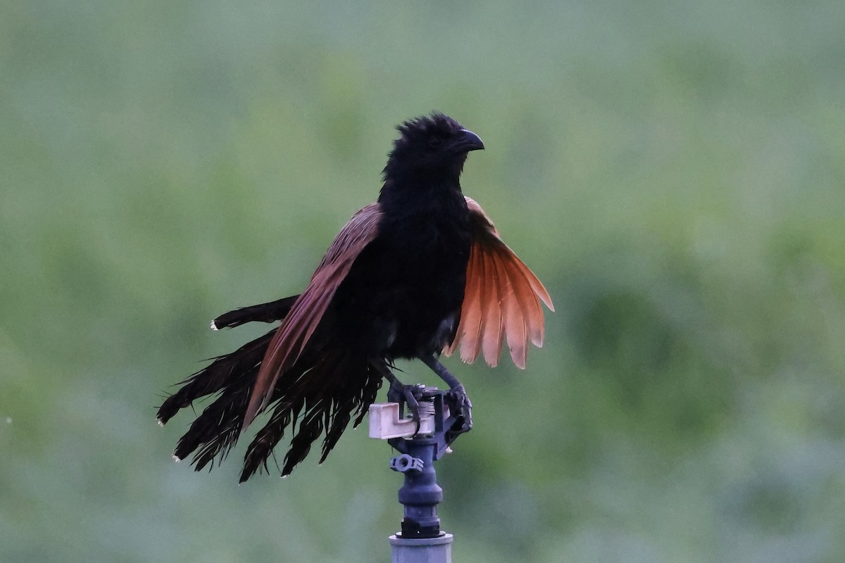 Lesser Coucal - ML637981879