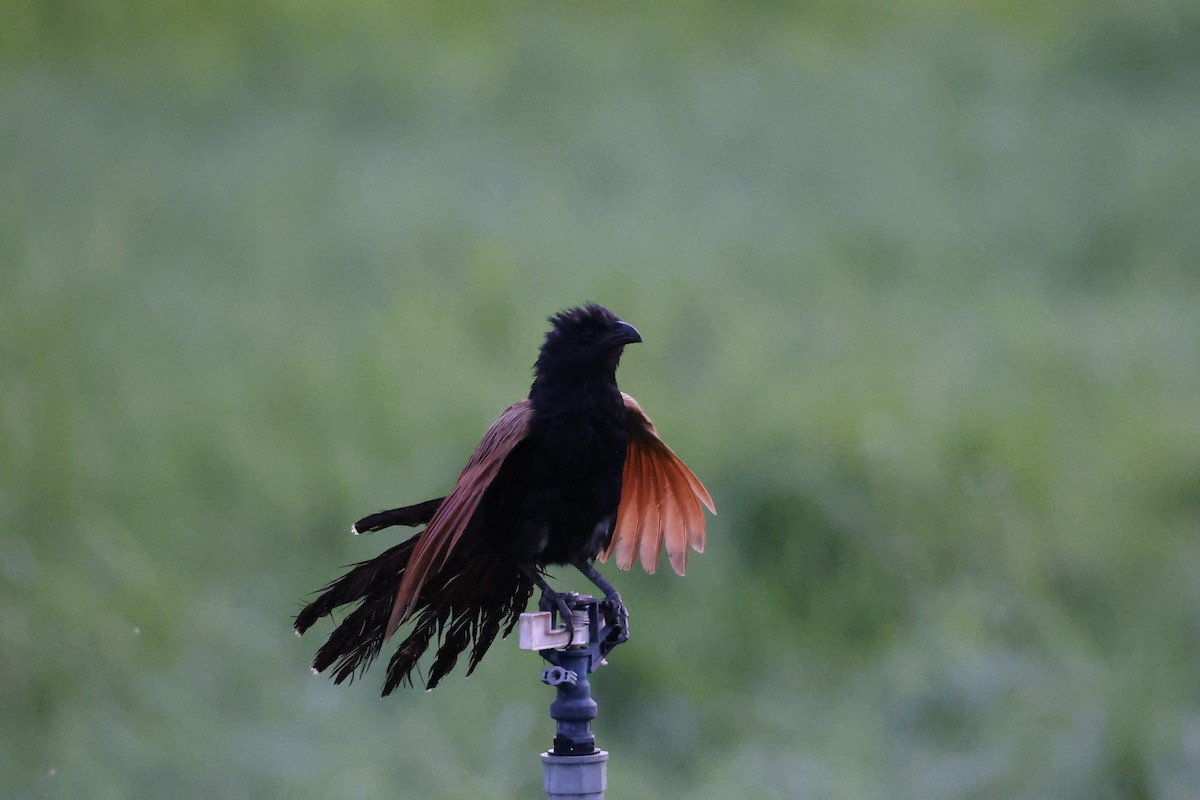 Lesser Coucal - ML637981880