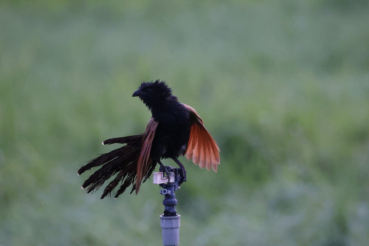 Lesser Coucal - ML637981881