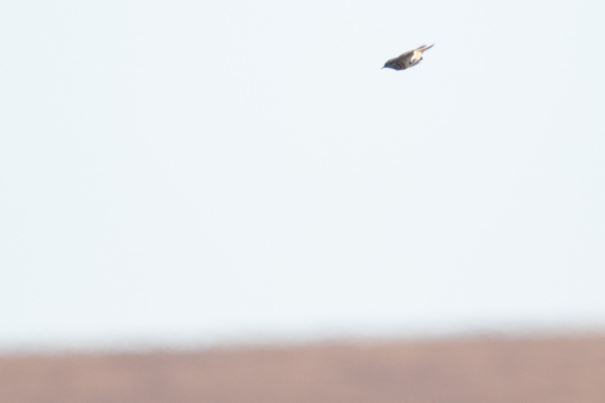 Bluethroat - ML637981970