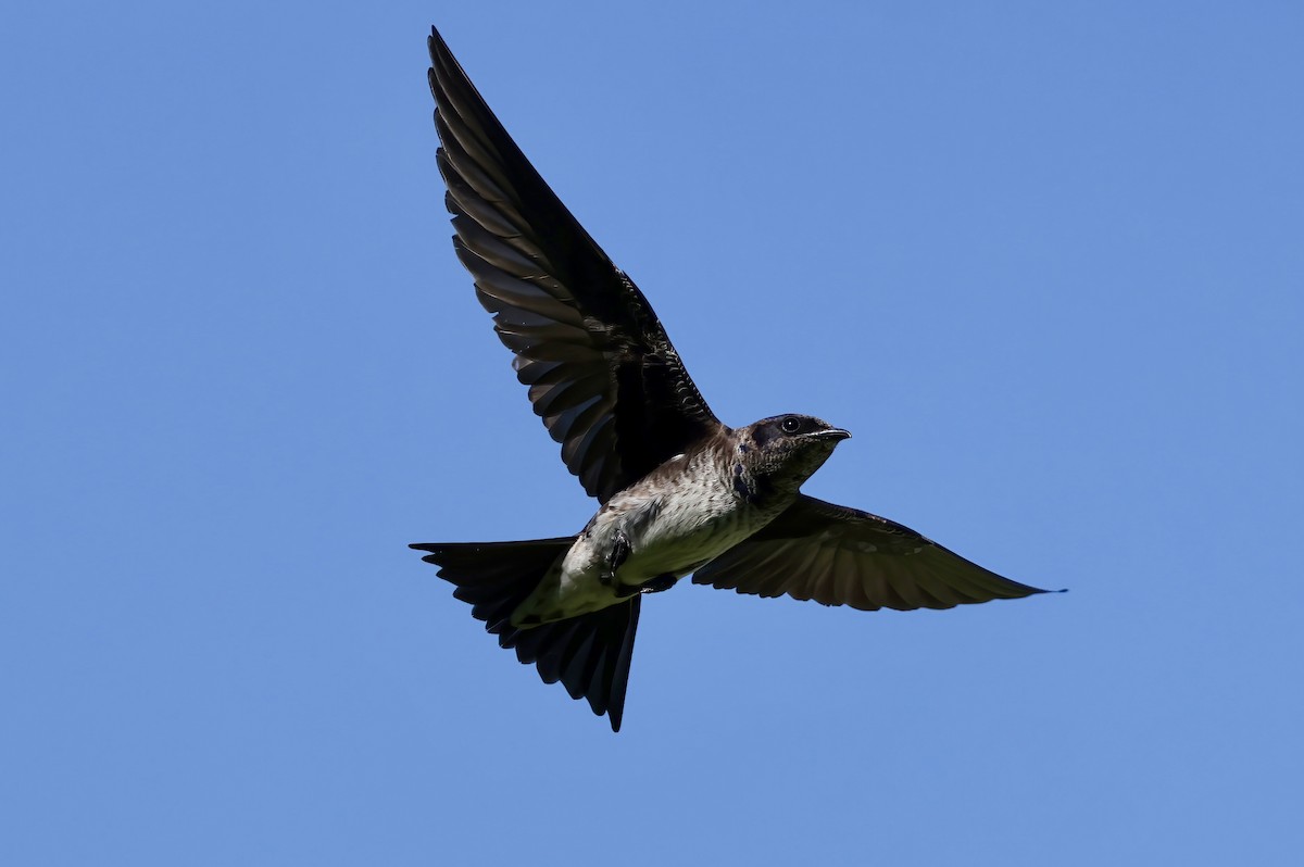 Purple Martin - ML637982042