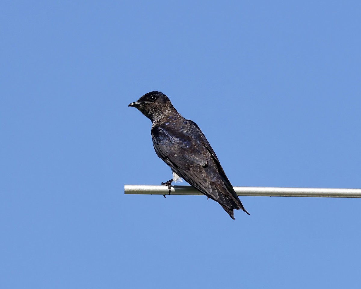 Purple Martin - ML637982043