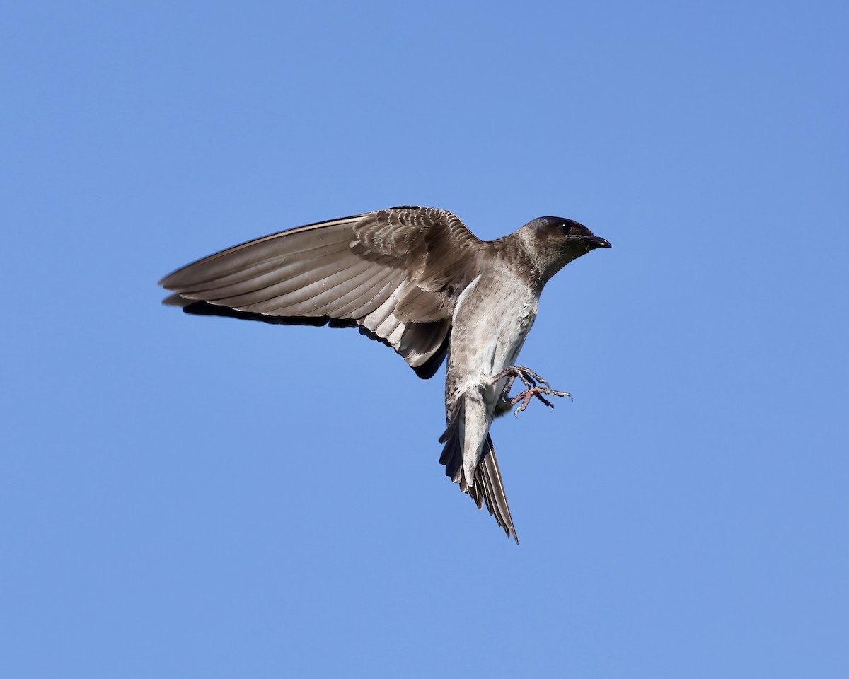 Purple Martin - ML637982044