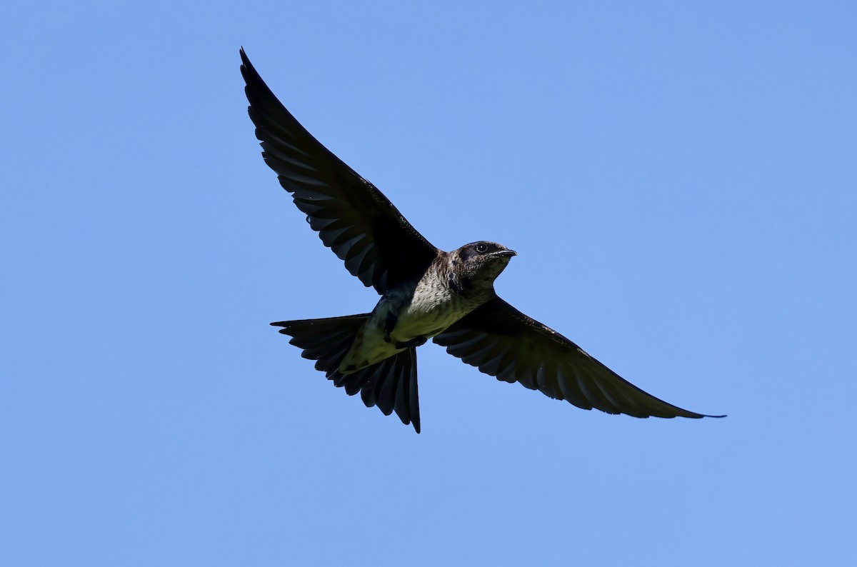 Purple Martin - ML637982045