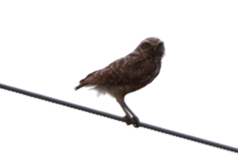 Burrowing Owl - ML637982056